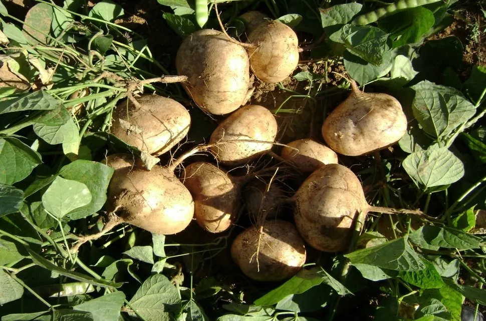 Jícama Cristalina